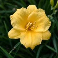 Stella de Oro AHS image