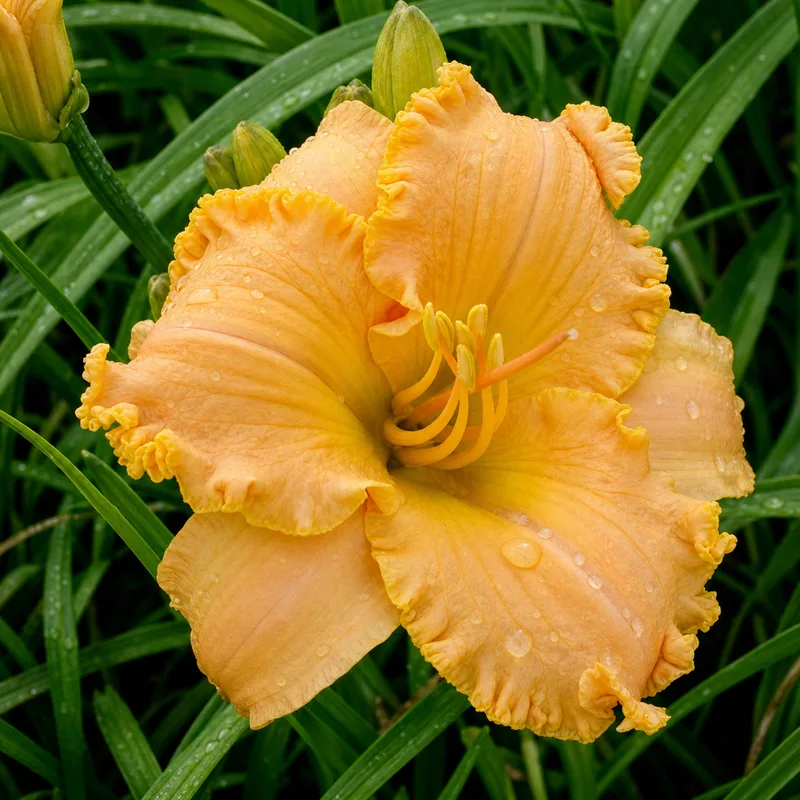 Apricot Ballet