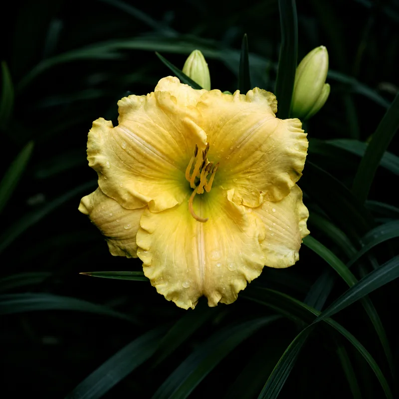 Apricot Design