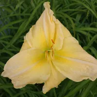 Garden Dale AHS image