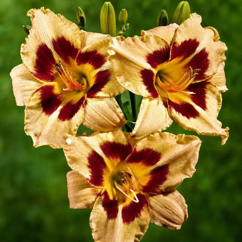 Sweet Harmony AHS image