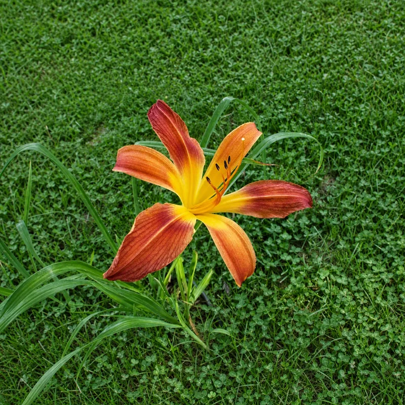 Tanarama