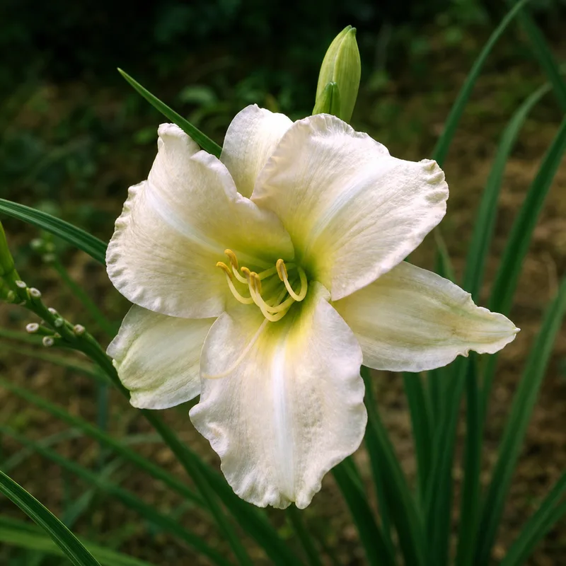 Tawny Pink daylily bloom