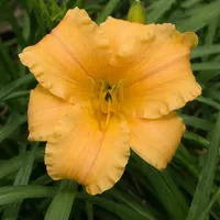 Apricot Sparkles AHS image