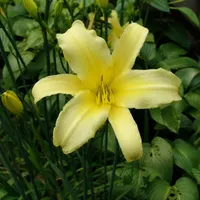 Tetrina's Daughter AHS image
