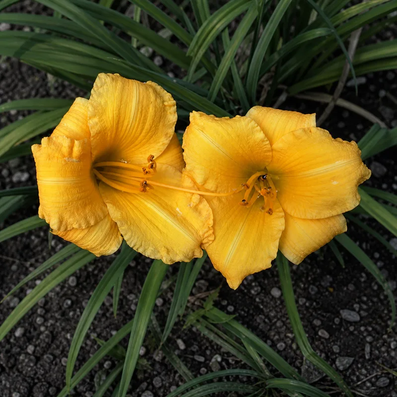 Texas Sunlight daylily bloom