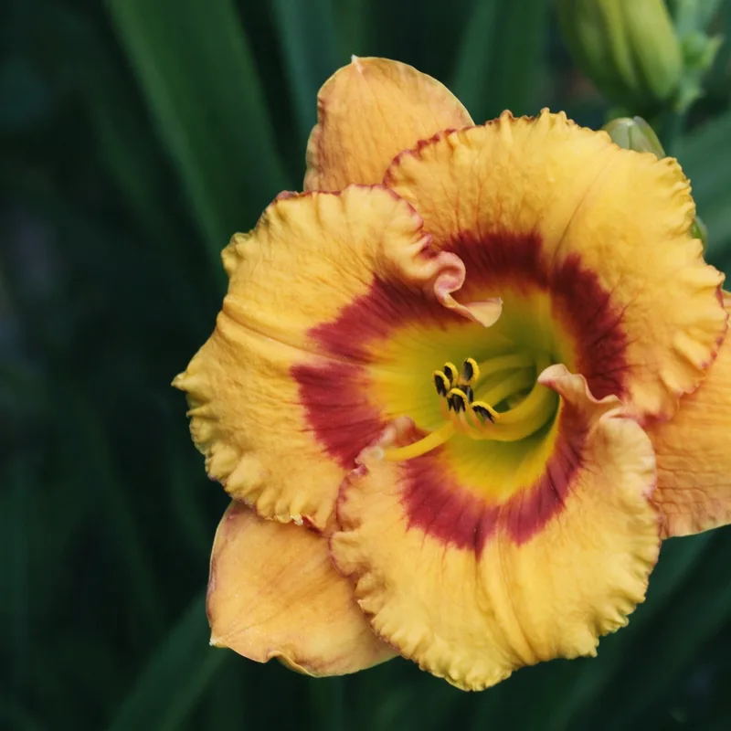 Tigerling daylily bloom
