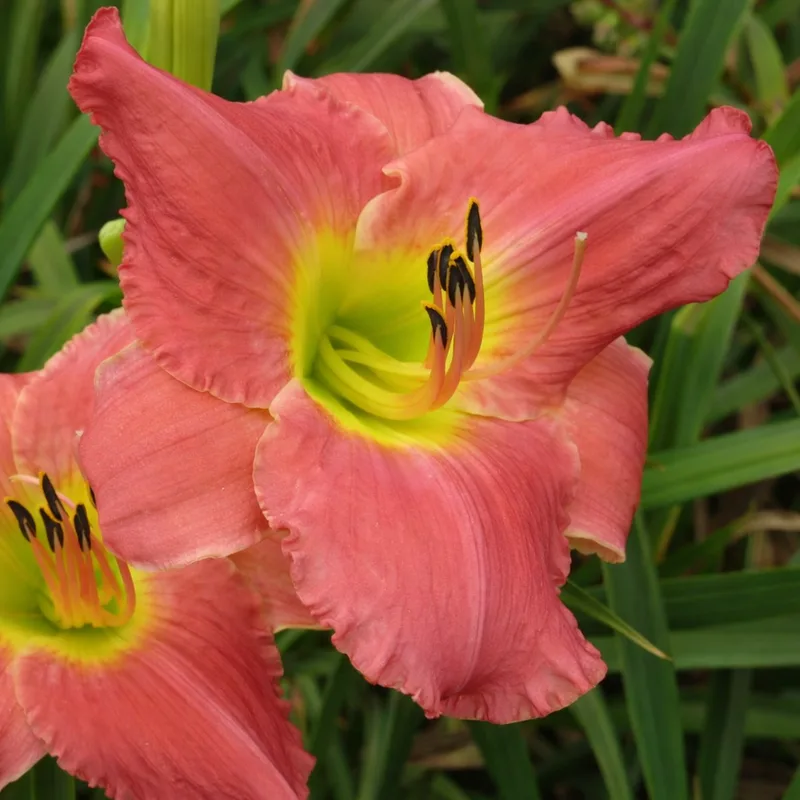 Vera Biaglow AHS image