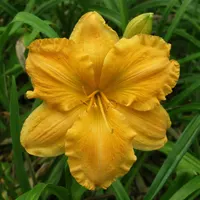 Golden Hibiscus AHS image