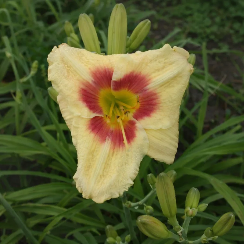 Wake Island daylily bloom