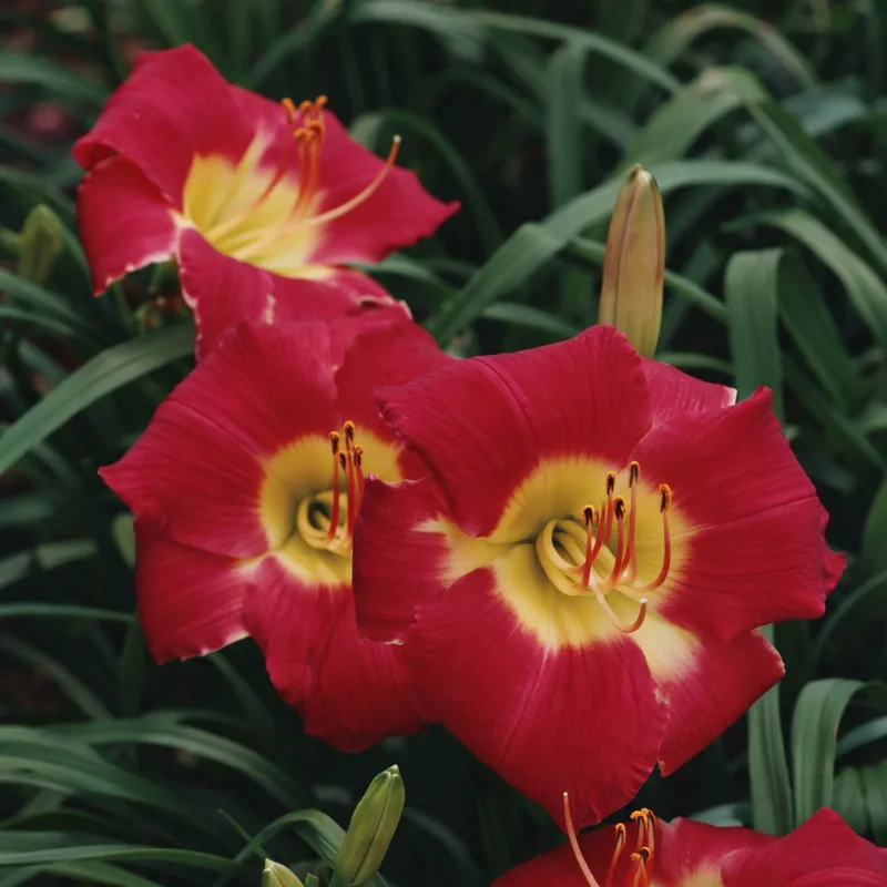 Whooperee AHS image