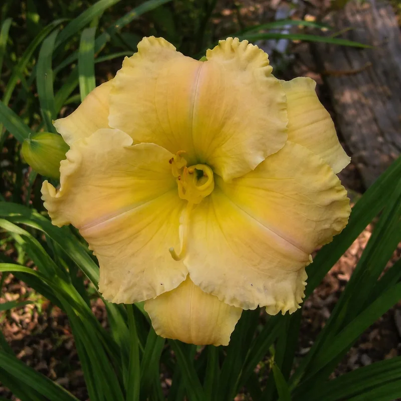 Grand Central daylily bloom