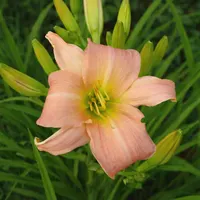 Winsome Lady AHS image