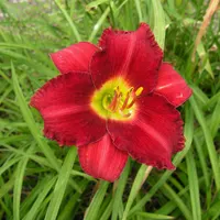 Woodside Ruby AHS image