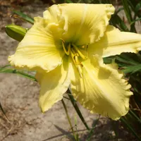 Yazoo Elsie Hintson AHS image