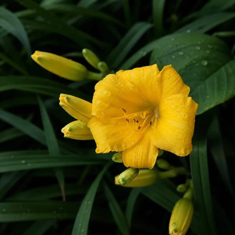Yellow Lollipop