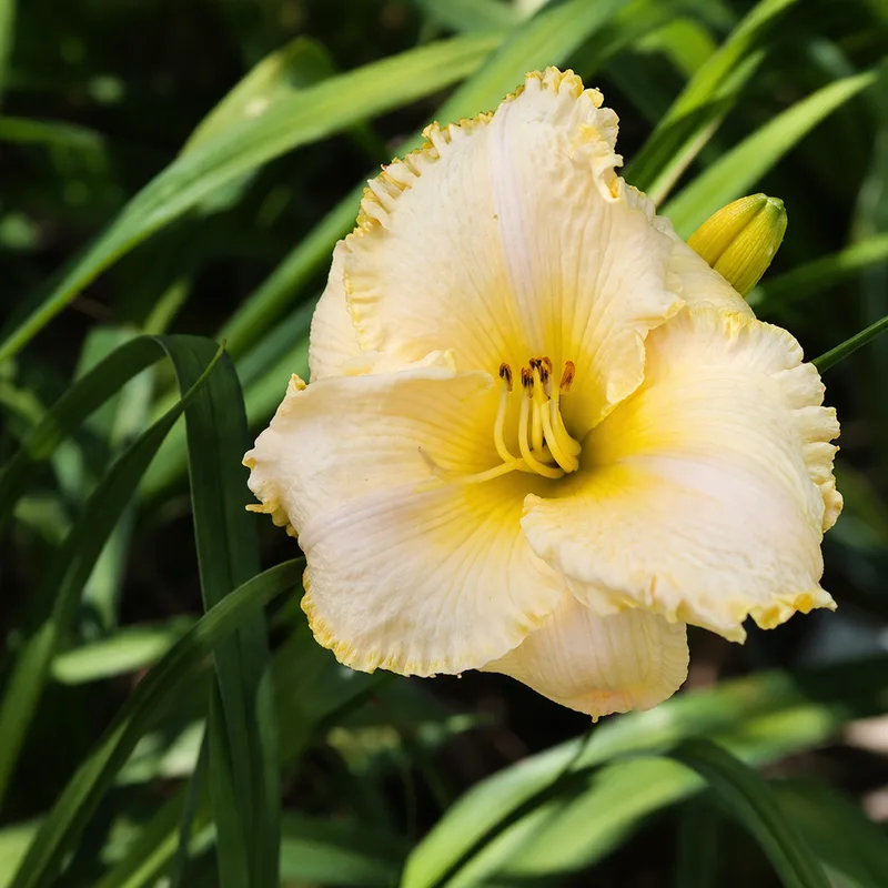 Great White daylily bloom