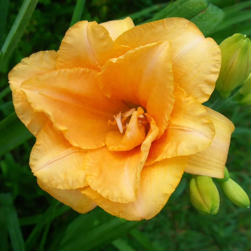 Zella Virginia