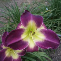Black Moon AHS image