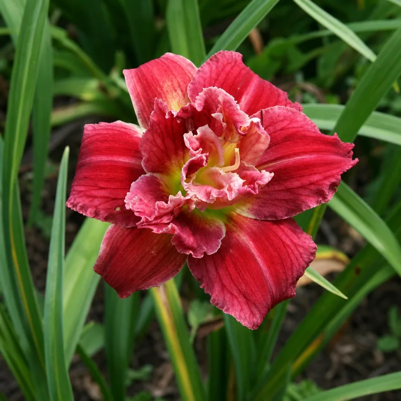 Corryton Red Double