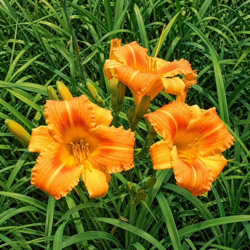 Orange Flurry