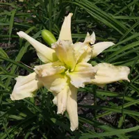 Fluttering Beauty AHS image
