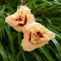 Dewy Sweet AHS image