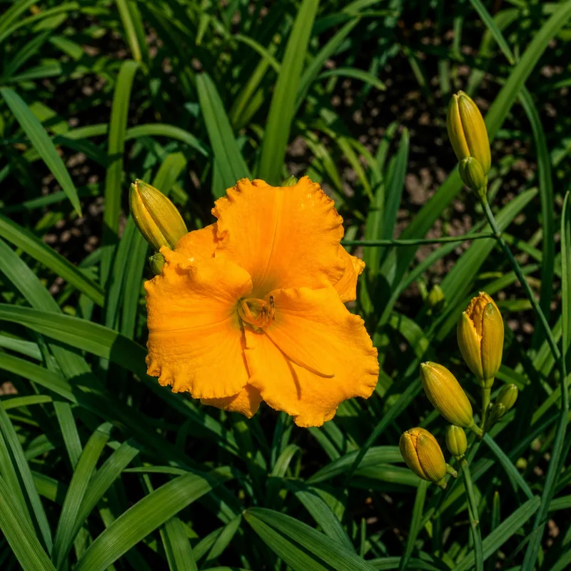 Orange Momentum