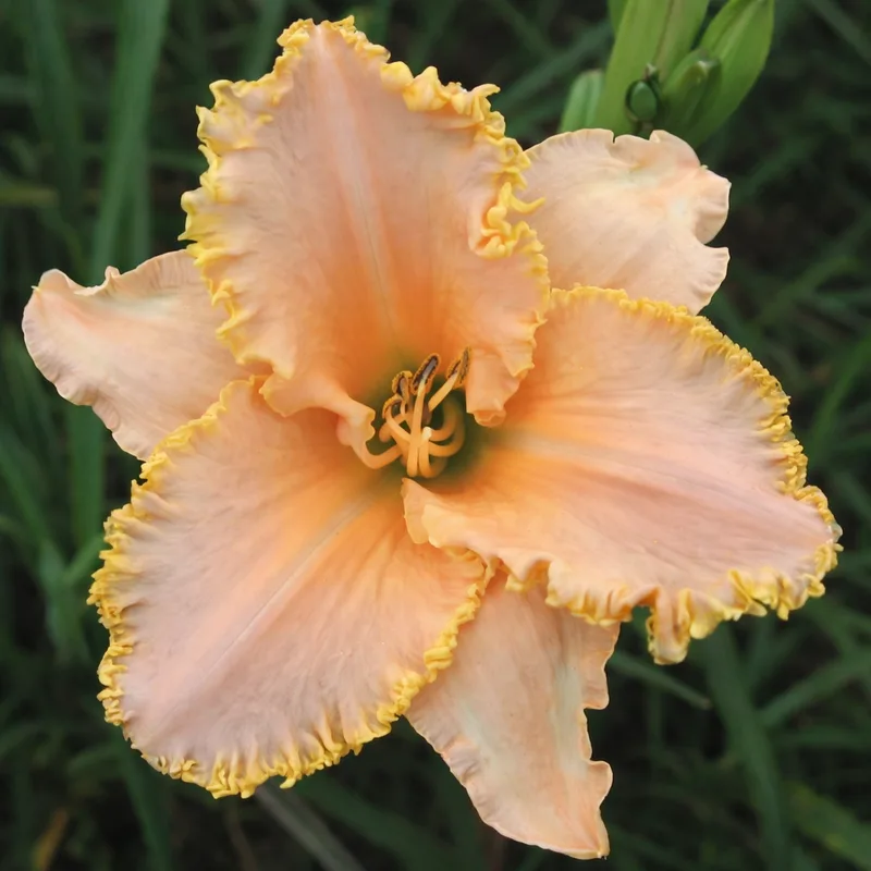 Pink Whisper AHS image