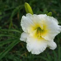 Onion Patch AHS image