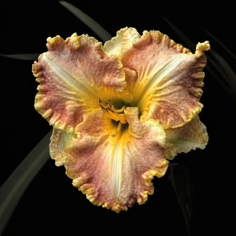 Beyond Riches daylily bloom