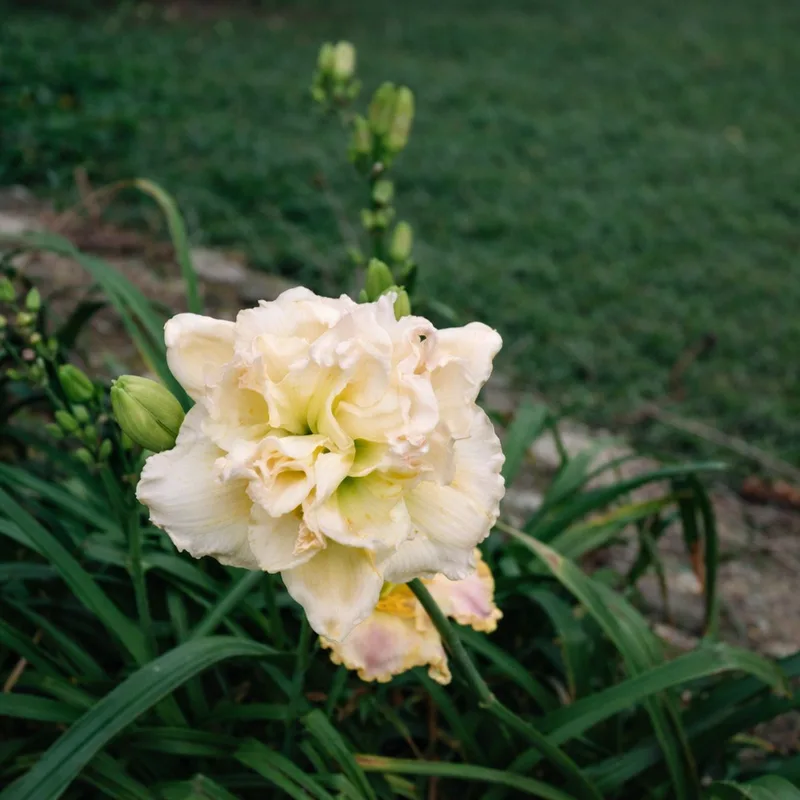 Lindsey Ishee daylily bloom