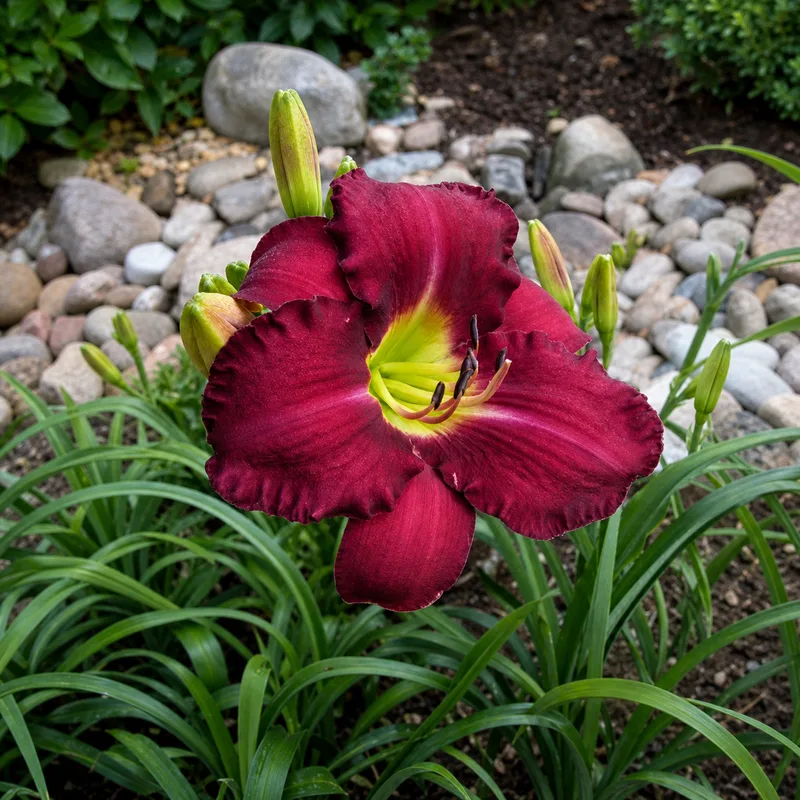 Hawaiian Nights AHS image