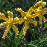 Summer Star AHS image