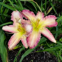 Hawaiian Swirls AHS image