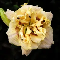 Viennese Truffle AHS image