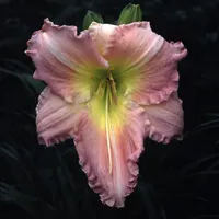 Helen Shooter AHS image