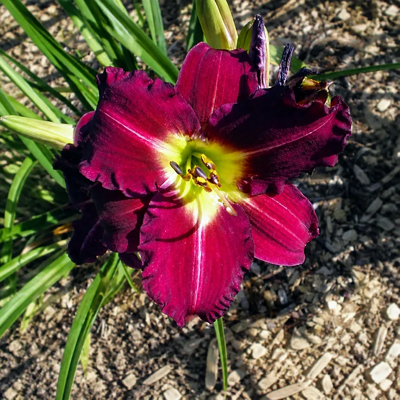 Northwyn Purple Flash
