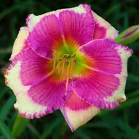 Hello Screamer AHS image