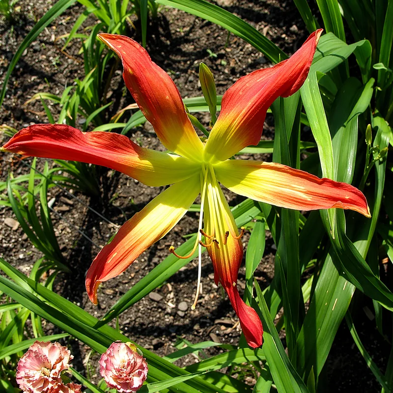 Hot Wheels daylily bloom