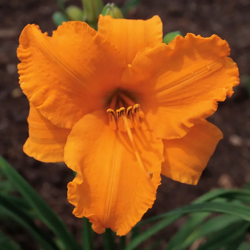 Intense Orange Gold AHS image