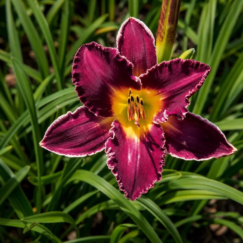 Ivory Edges daylily bloom