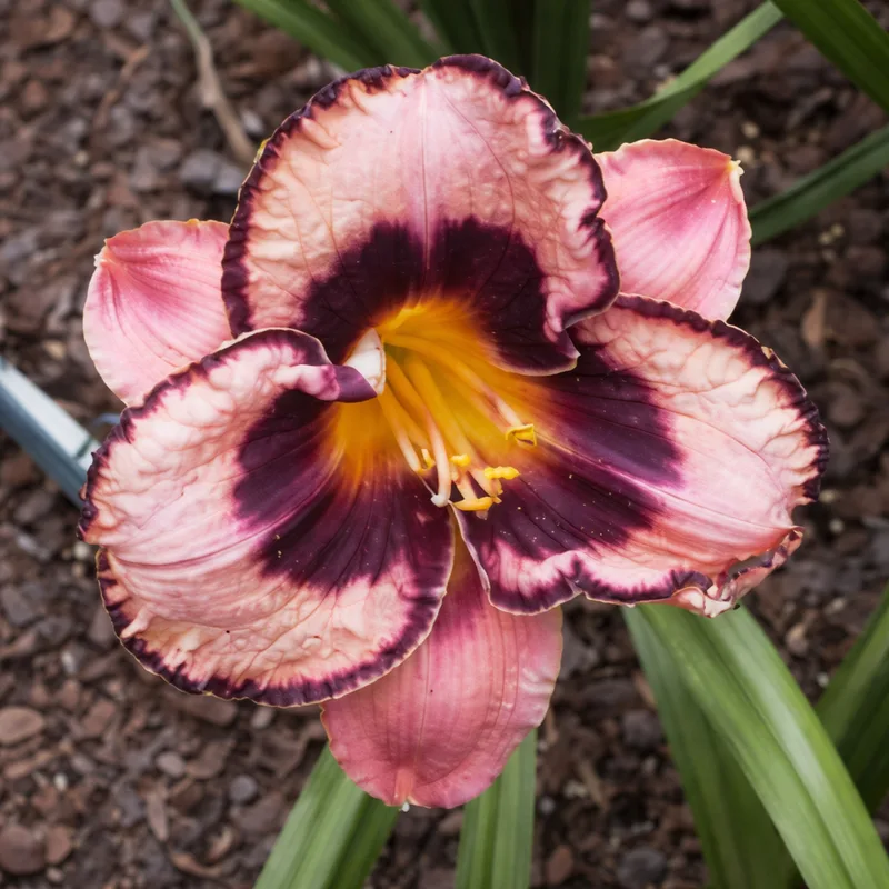 Awesome Blossom