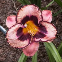Awesome Blossom AHS image
