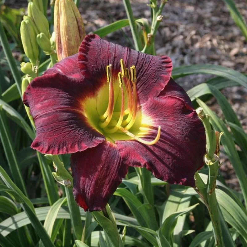 Killer