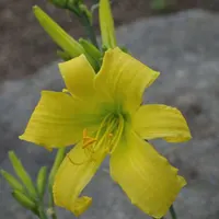 Late Summer Breeze AHS image