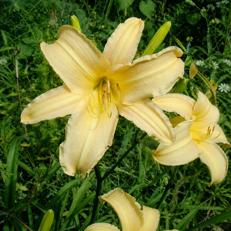 Late Summer Fling