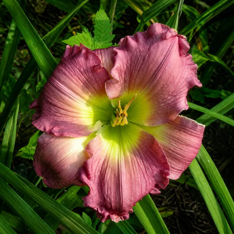 Lavender Passion