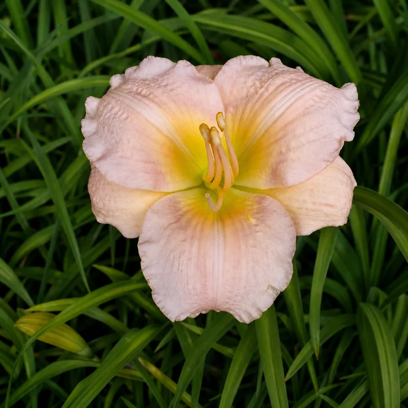 Adoreous