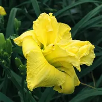 Lemonberry Truffle AHS image